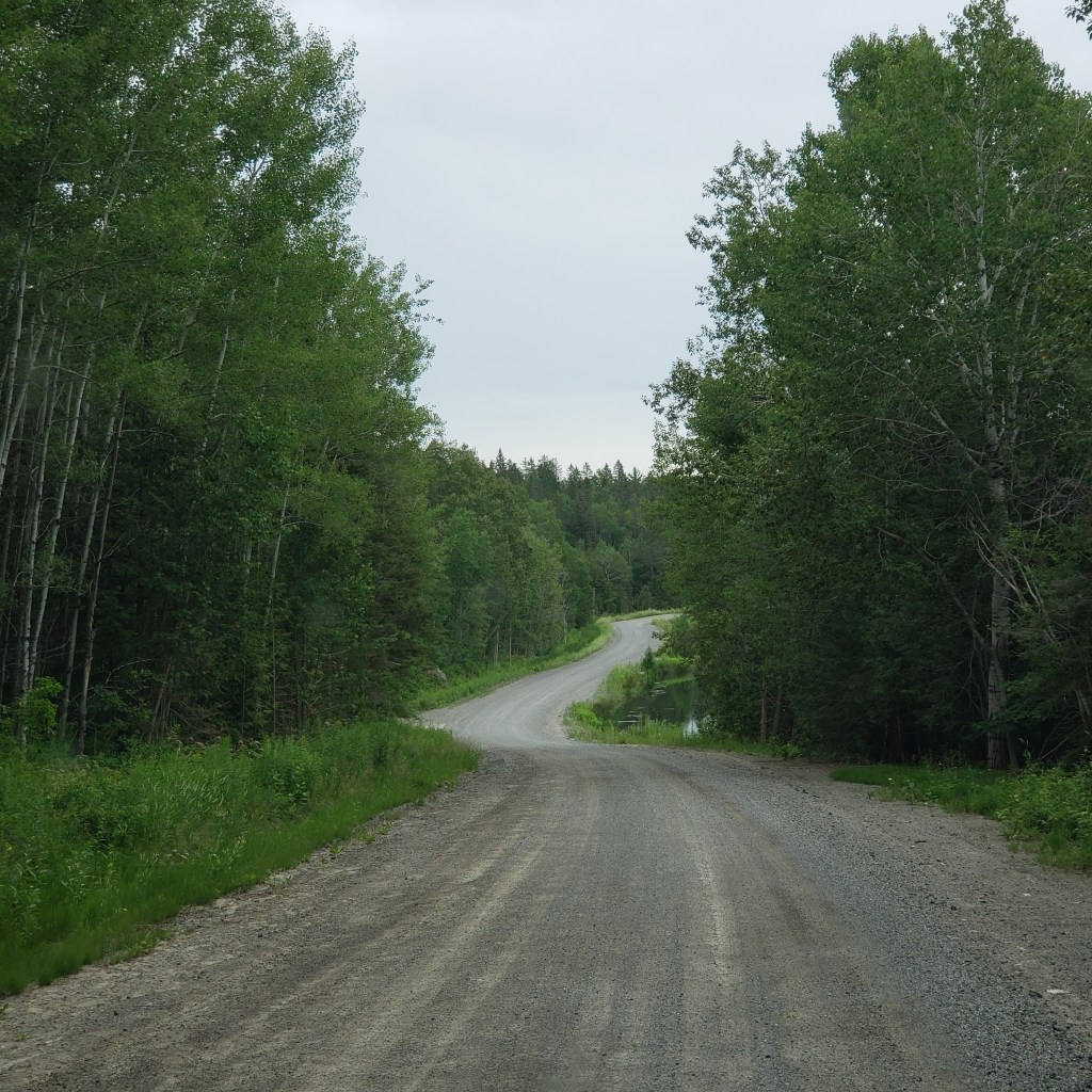 Backroad in a forest