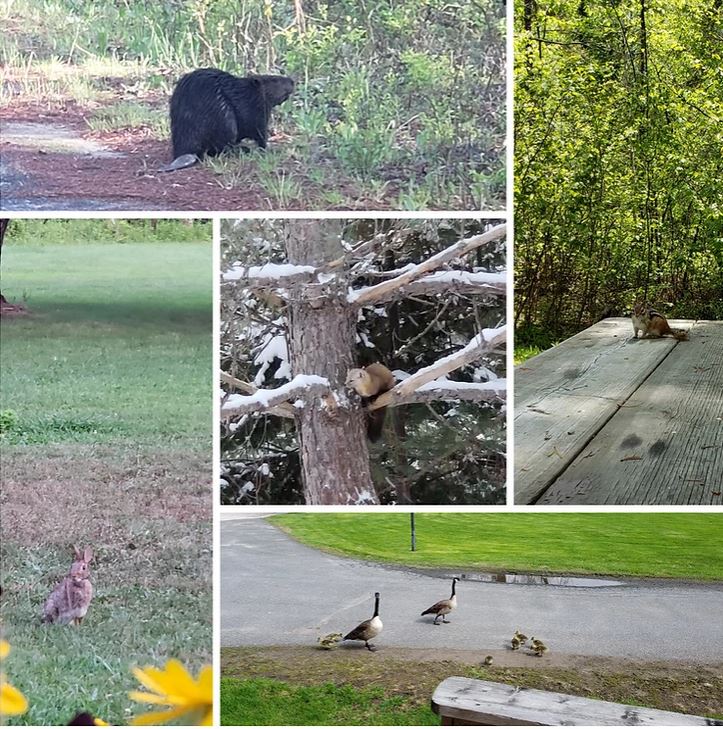 Little creatures I have met along the way