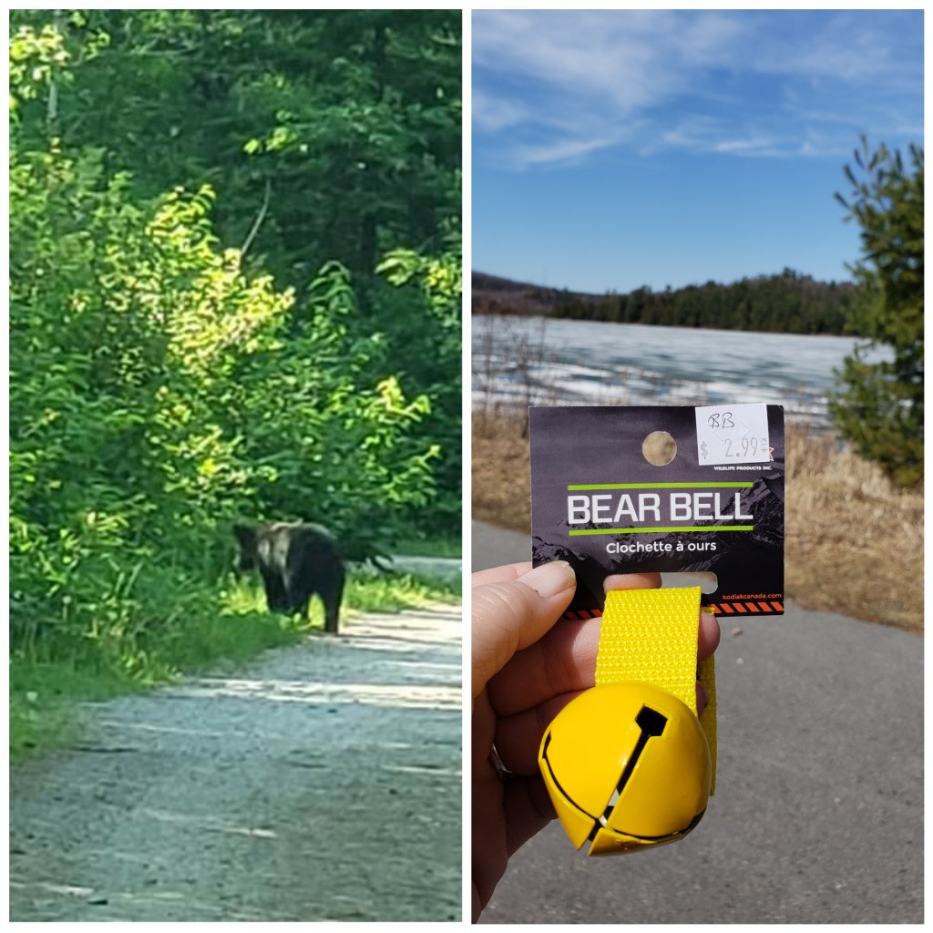 A bear I ecountered in Northern Ontario and my bear bells
