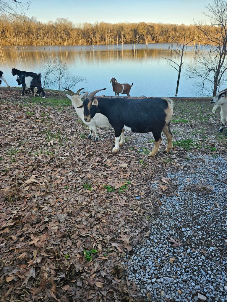 The goats that inhabit the island