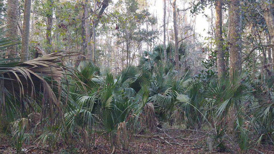 The foliage in Florida