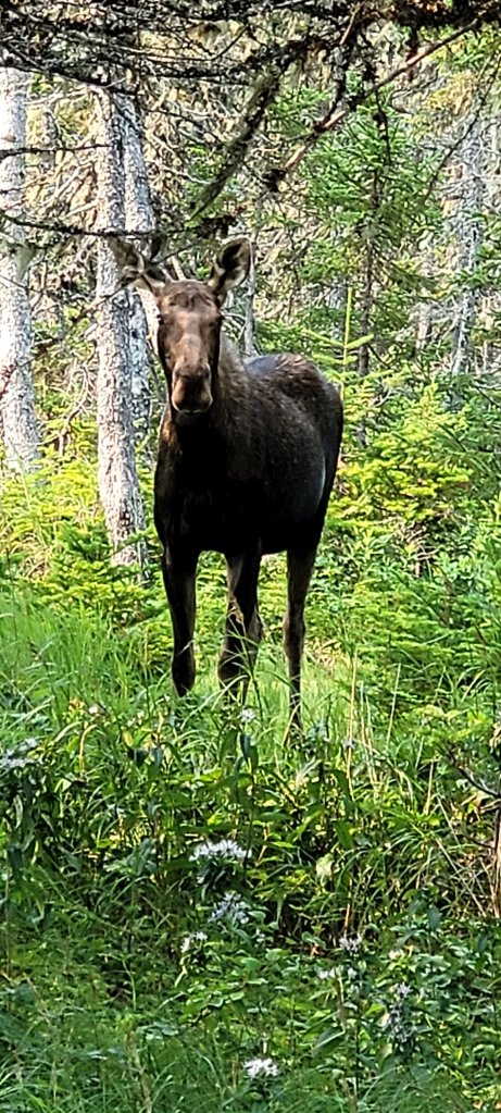 A moose in Newfoundland