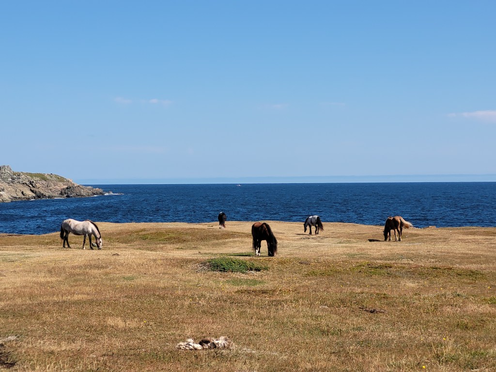Horses at Dungeon Provincial Park