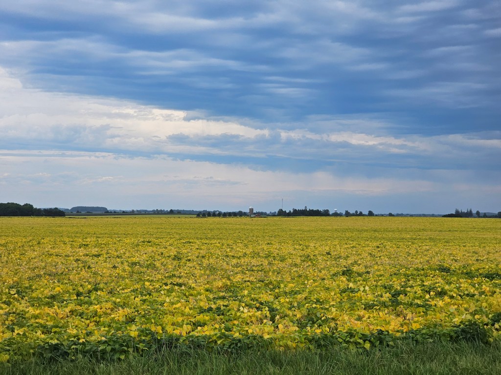 A field of mustard plants in Southern Ontario. 
