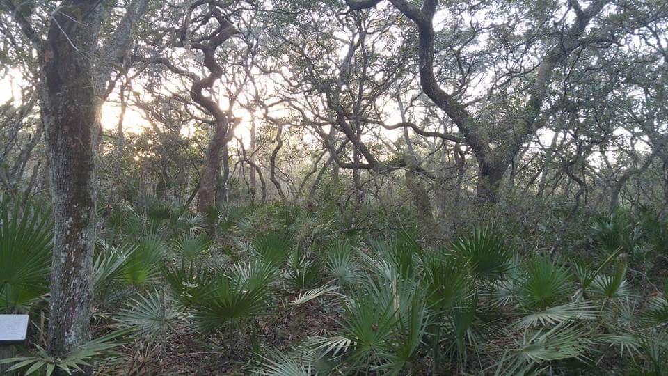 Foliage in Ocala National Forest