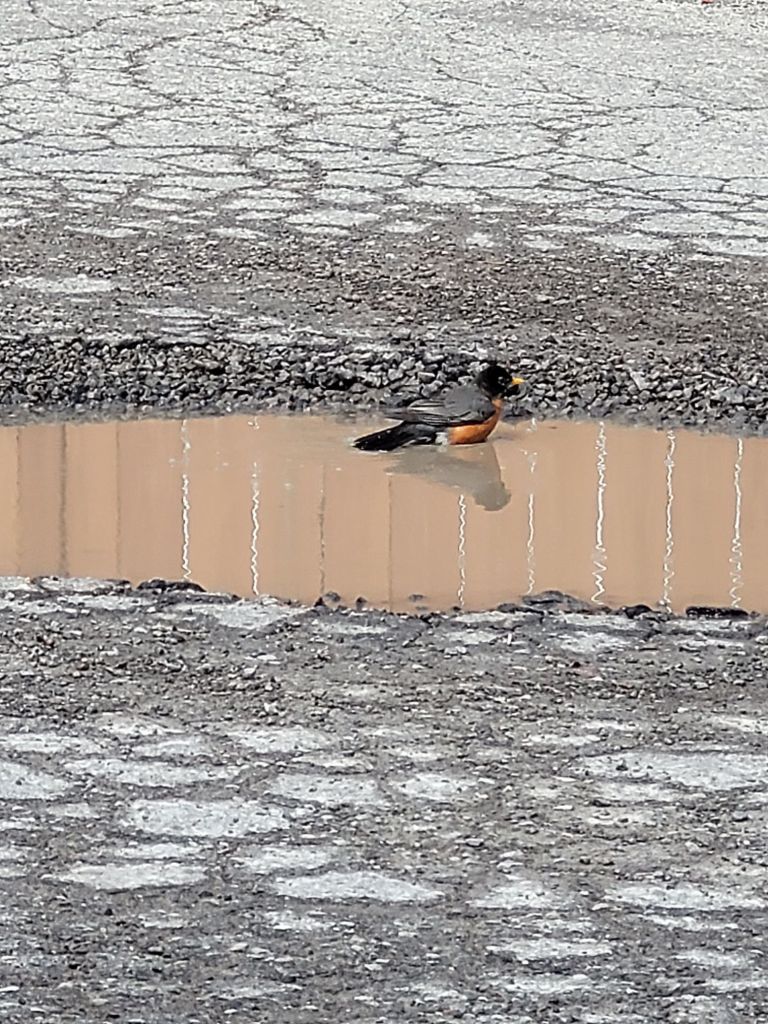 Robin splashing in a puddle
