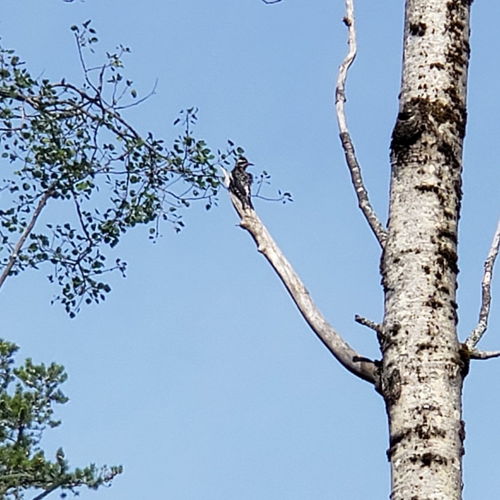 Woodpecker at Kettle Lakes Provincial Park