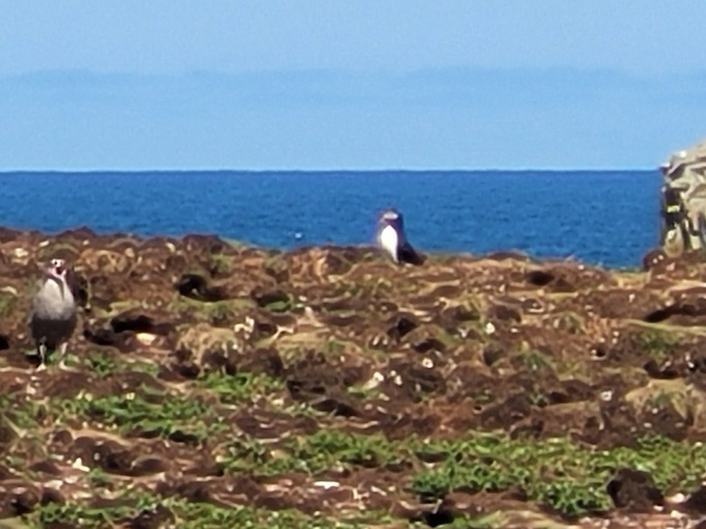 Puffins on Newfoundlands coast