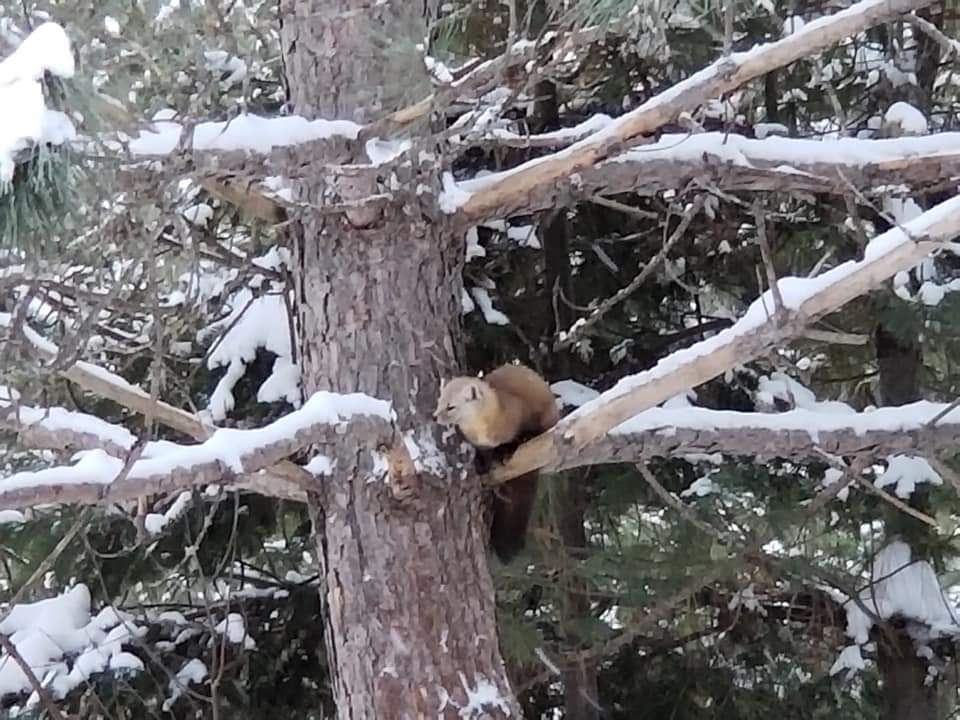Pine Martin in Mews Lake campground