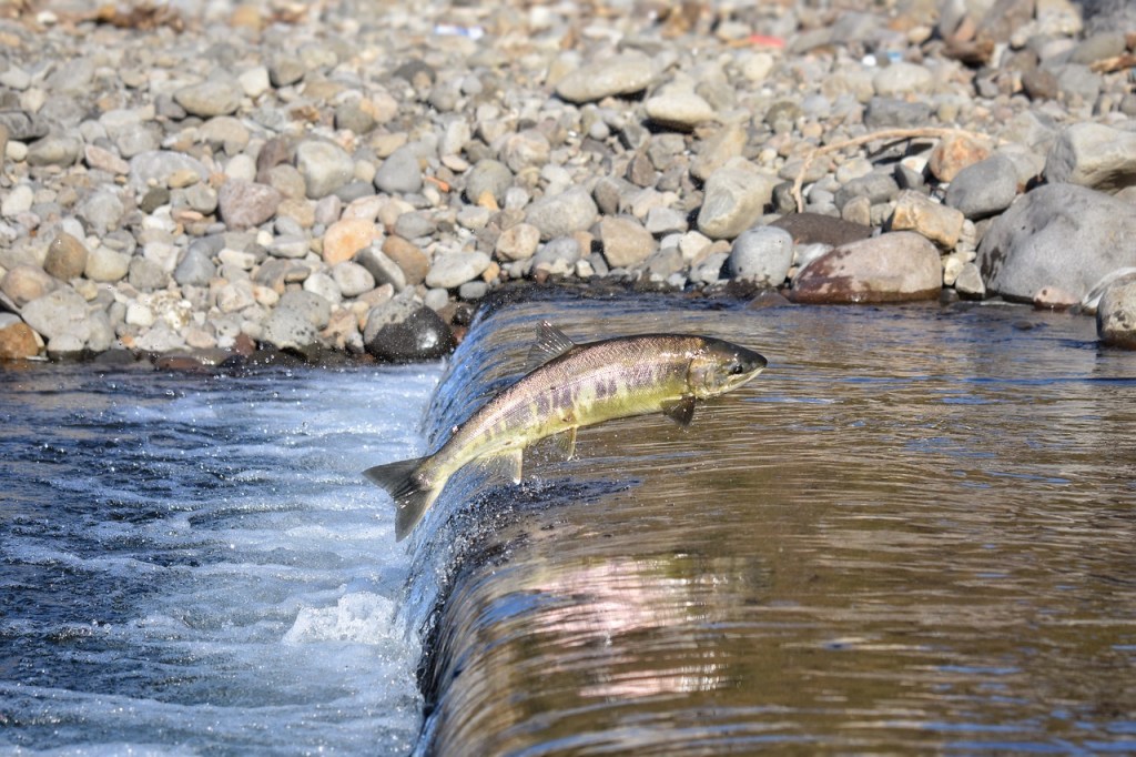 Salmon jumping up a  waterfall. 