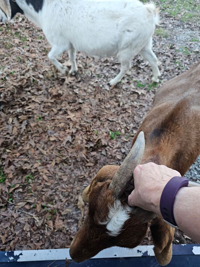 The little brown goat that loved pets. 